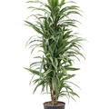 Dracaena deremensis 'Warneckei', Verzweigt-Multi, im 30cm Topf, Hhe 145cm, Breite 60cm