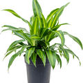 Dracaena fragans 'Arco Iris', Kopf, im 24cm Topf, Hhe 60cm, Breite 60cm