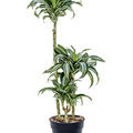 Dracaena fragans 'Jade Jewel', 60-30-15, im 21cm Topf, Hhe 110cm, Breite 40cm