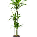 Dracaena fragrans 'Arturo', 90-60-30, im 24cm Topf, Höhe 150cm, Breite 50cm