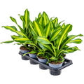 Dracaena fragrans 'Burley' 7/tay, Kopf, im 14cm Topf, Hhe 40cm, Breite 25cm