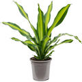 Dracaena fragrans 'Burley', Kopf, im 24cm Topf, Hhe 80cm, Breite 50cm