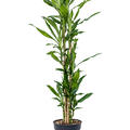 Dracaena fragrans 'Burundii', 90-Carrousel, im 24cm Topf, Hhe 140cm, Breite 40cm