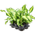 Dracaena fragrans 'Charley' 6/tay, Kopf, im 13cm Topf, Hhe 40cm, Breite 25cm