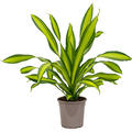 Dracaena fragrans 'Charley', Kopf, im 24cm Topf, Hhe 85cm, Breite 50cm