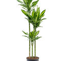 Dracaena fragrans 'Cintho', 90-60-30, im 24cm Topf, Hhe 150cm, Breite 35cm