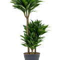 Dracaena fragrans 'Compacta', 60-30-15, im 21cm Topf, Hhe 95cm, Breite 35cm