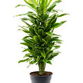 Dracaena fragrans 'Golden Coast', Verzweigt-multi, im 27cm Topf, Hhe 100cm, Breite 40cm