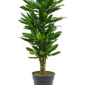 Dracaena fragrans 'Golden Dragon', 60-Carrousel, im 24cm Topf, Hhe 100cm, Breite 35cm