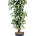 Dracaena fragrans 'Jade Jewel', Verzweigt-multi, im 30cm Topf, Höhe 140cm, Breite 60cm