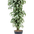 Dracaena fragrans 'Jade Jewel', Verzweigt-multi, im 30cm Topf, Hhe 140cm, Breite 60cm