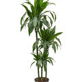 Dracaena fragrans 'Janet Craig', 90-60-30, im 24cm Topf, Höhe 140cm, Breite 40cm