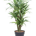 Dracaena fragrans 'Lemon Suprise', Verzweigt-Multi, im 27cm Topf, Hhe 100cm, Breite 45cm