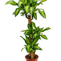 Dracaena fragrans 'Massangeana', 90-45-20, im 24cm Topf, Hhe 135cm, Breite 35cm