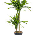 Dracaena fragrans 'Riki', 45-15, im 19cm Topf, Hhe 100cm, Breite 45cm