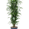 Dracaena fragrans 'Ulises', Verzweigt-Multi, im 34cm Topf, Hhe 170cm, Breite 65cm