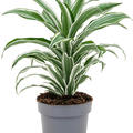 Dracaena fragrans 'White Jewel', Kopf, im 17cm Topf, Hhe 40cm, Breite 30cm