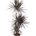 Dracaena marginata 'Magenta', 60-30-15, im 21cm Topf, Hhe 120cm, Breite 35cm