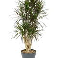 Dracaena marginata 'Margenta', Verzweigt, im 30cm Topf, Hhe 140cm, Breite 70cm