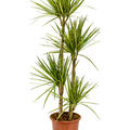 Dracaena marginata 'Sunray', 90-60-30-15, im 27cm Topf, Hhe 150cm, Breite 40cm