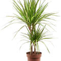 Dracaena marginata 'Sunray'q, 30-15, im 17cm Topf, Hhe 65cm, Breite 35cm