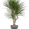 Dracaena marginata spider, Verzweigt, im 27cm Topf, Hhe 120cm, Breite 55cm