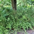 Dryopteris filix-mas 'Linear. Polydactylon'