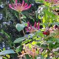 Duft-Geissblatt, Lonicera heckrottii