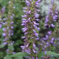 Duftnessel 'Purple Haze' (S), Agastache foeniculum 'Purple Haze'  -S-