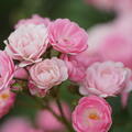Rose, Beetrose, Roseasy, Duvet Rose, Duvet_Rose_DSC05890.jpg