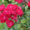 Rose, Beetrose, Roseasy, Duvet Rouge, Duvet_Rouge_DSC05912.jpg