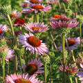 Echinacea purpurea 'Hope' (S)