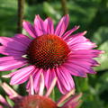 Echinacea purpurea 'Little Magnus' (S)