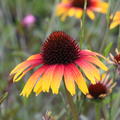 Echinacea purpurea 'Parrot' (S), Sonnenhut 'Parrot'