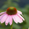 Echinacea purpurea 'Pink Skipper'