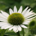 Echinacea purpurea 'Virgin'