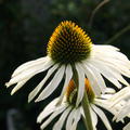 Echinacea purpurea 'Alba'