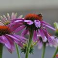 Echinacea