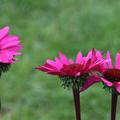 Echinacea purpurea 'Fatal Attraction (S)