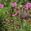 Echinacea purpurea 'Pica Bella' (R), Echinacea purpurea 'Pica Bella' (R)