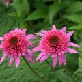 Echinacea purpurea 'Pink Double Delight' (S)