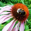 Echinacea purpurea 'Pink Tip' (S), Echinacea purpurea 'Pink Tip' (S)