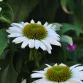 Echinacea purpurea 'Virgin' Staude