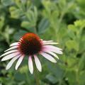 Echinacea purpurea 'Pink Tip' (S)