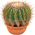 Echinocactus ingens, im 25cm Topf, Hhe 25cm, Breite 30cm