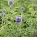 Echinops bannaticus 'Taplow Blue'