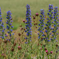 Echium vulgare, Natterkopf, einheimisch