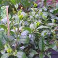 Echter Tee Fresh-T 'Bloomtea', Camellia sinensis Fresh-T 'Bloomtea'