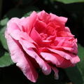 Rose Elbflorenz Blütendetail