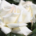 Edelrose 'Diamond Days'